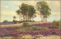 Деревья Открытка артикул 4172b.